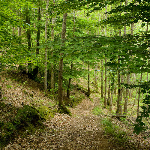 Forest Bathing