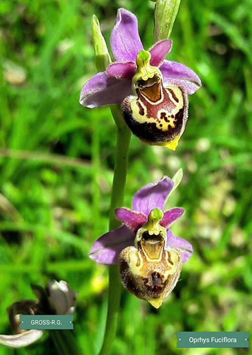 Orchidee spontanee nella Valle del Simbrivio: conferme e nuove scoperte