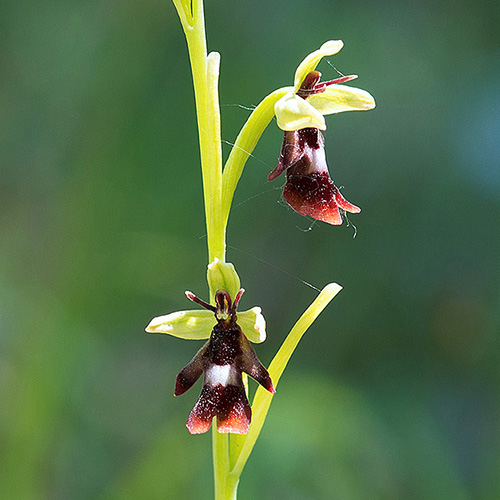 Orchidee spontanee nella Valle del Simbrivio: conferme e nuove scoperte