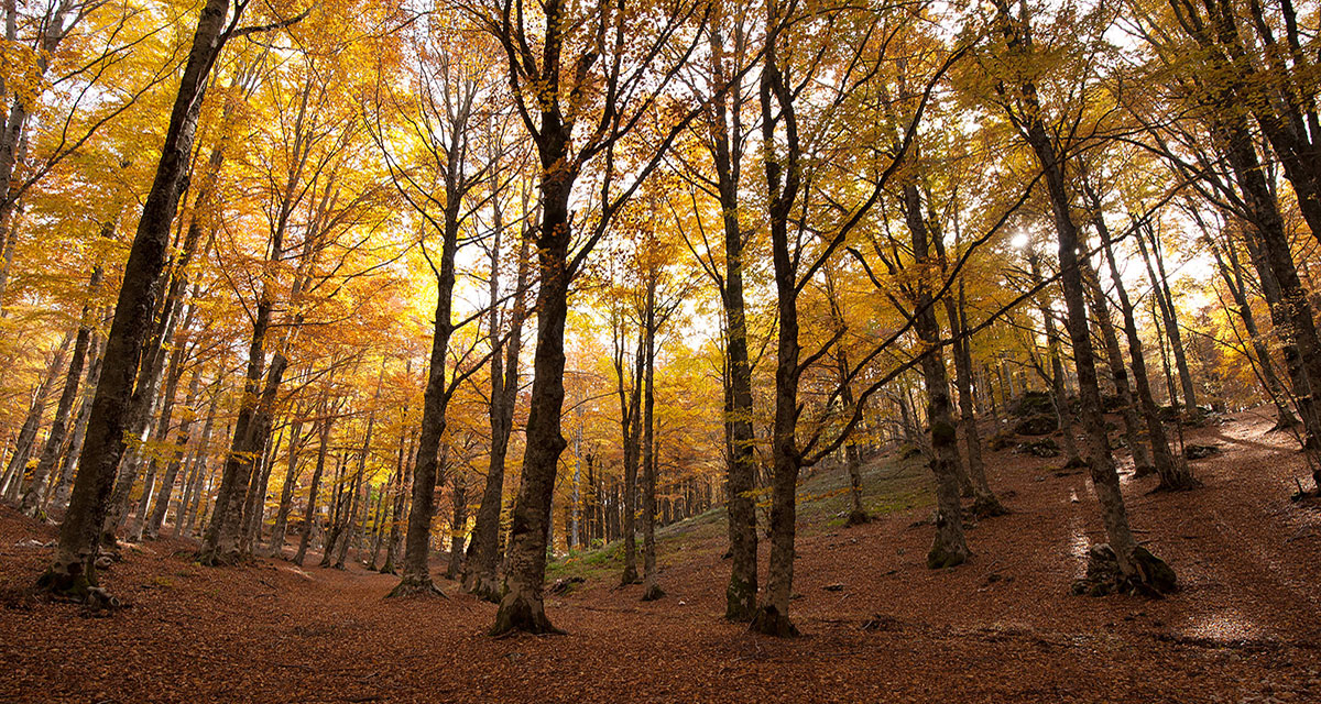 Foresta di faggi in autunno in Val d’Aniene, luogo ideale per il Forest Bathing e la forest therapy